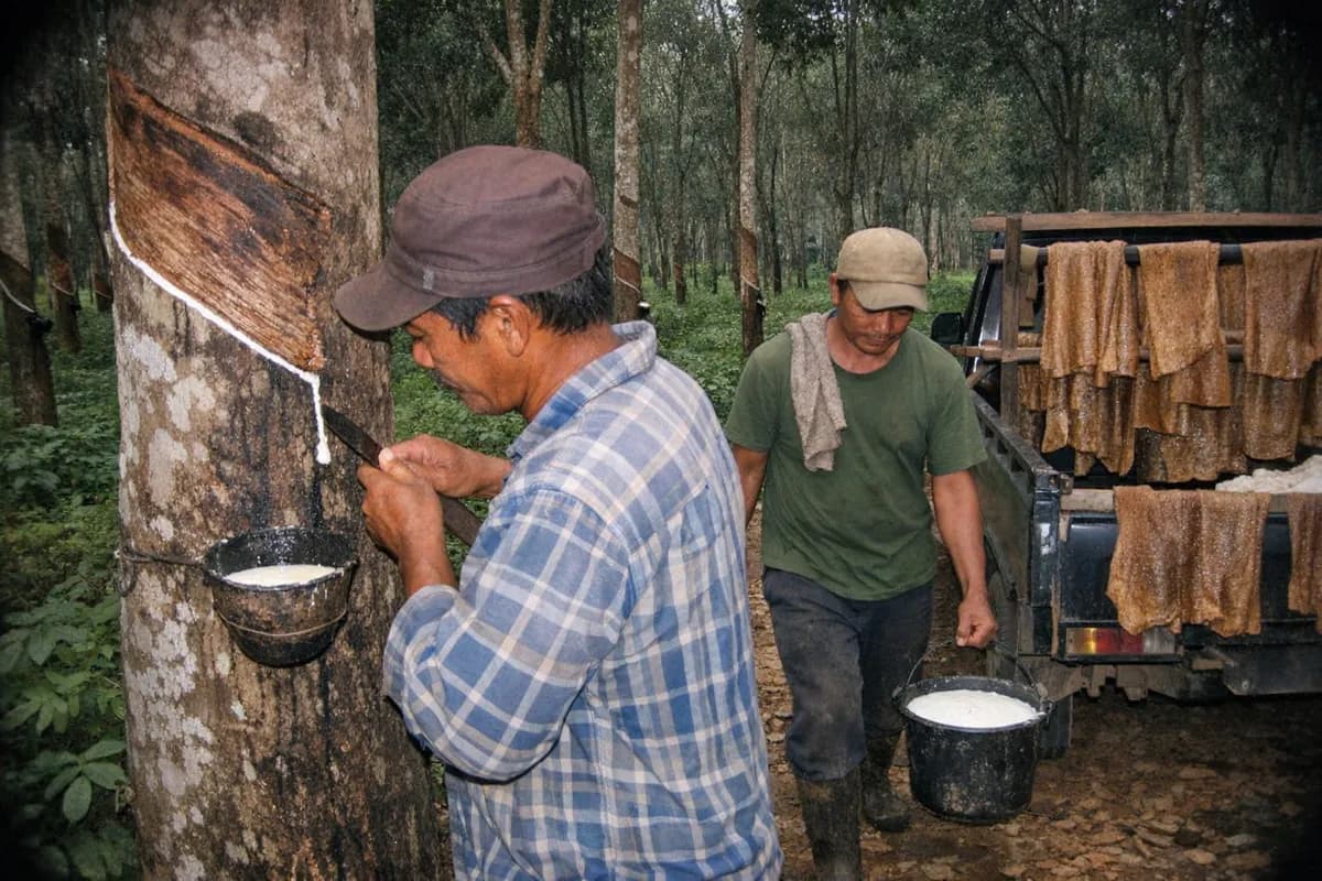 Tappers collecting milky latex in metal cups from rows of rubber trees in a plantation near Palembang, South Sumatra.